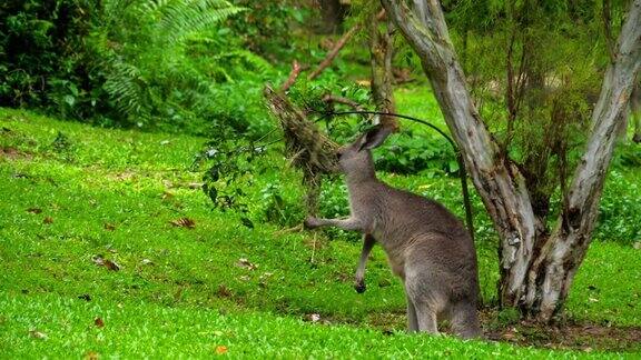 野生动物园里的袋鼠在吃草