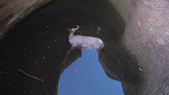死山羊在水峡谷锡安国家公园