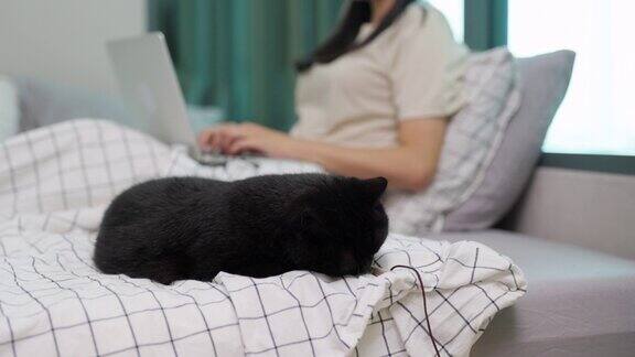 4K黑猫和他的主人在卧室床上的笔记本电脑上休息