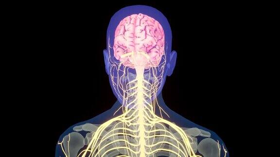 人体神经系统大脑解剖学中心器官人体中枢神经系统大脑解剖3D动画