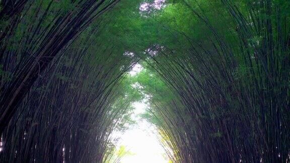 竹隧道