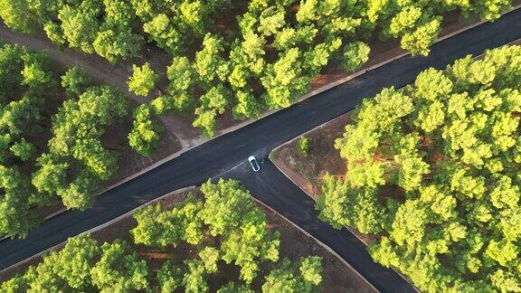 电动汽车在森林路上右转