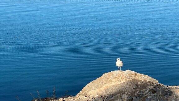 海鸥在山顶的岩石上等待
