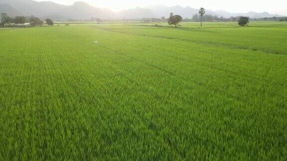 农民在阳光明媚的稻田里使用无人机