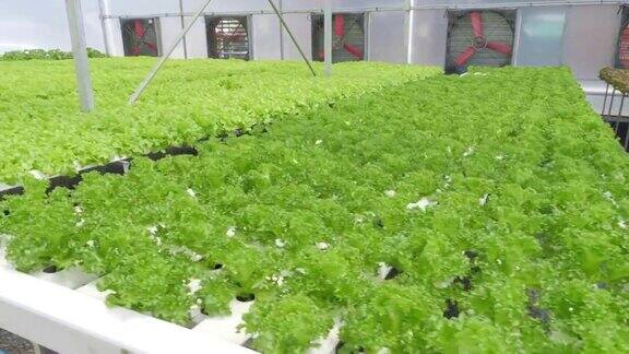 温室生菜农场的水培出口市场农场内部进行水培