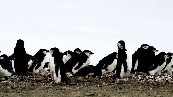 帽带企鹅沐浴在南极的阳光下背景是一座冰山
