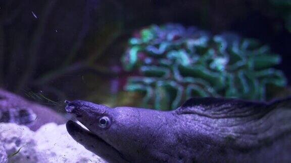 条海鳗Gymnothoraxmiliaris水下视频