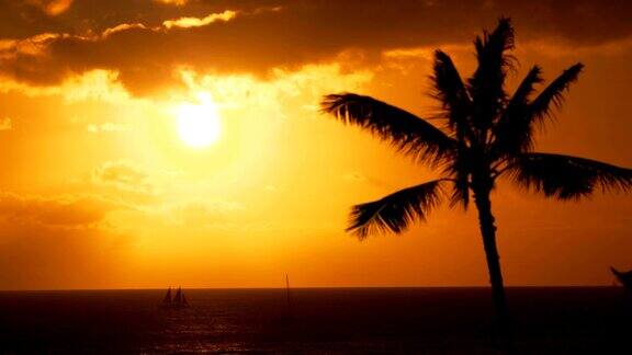 夏威夷棕榈树日落4k慢镜头