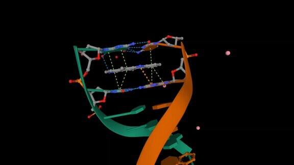 与6bpDNA复合物的椭圆蛋白结构