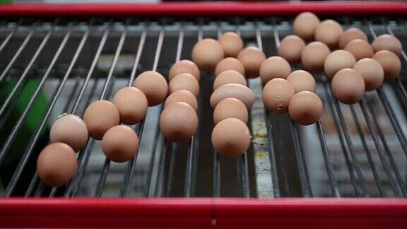 现代智能鸡蛋生产线