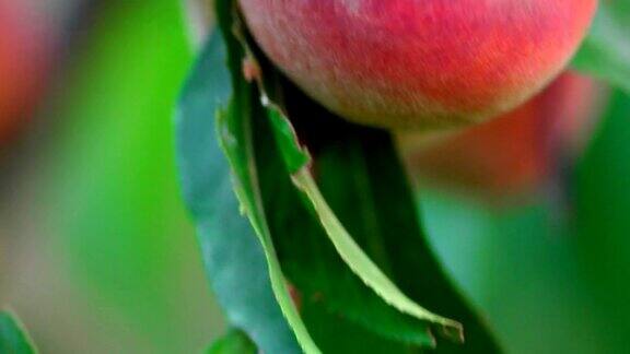 成熟的桃子生长在绿叶丛中
