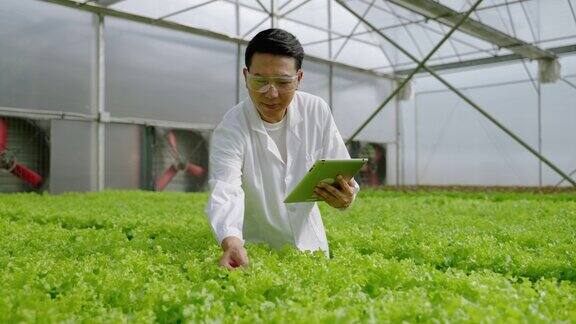 亚洲男性科学家在温室实验中检查水培植物的有机蔬菜实验结果