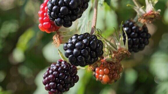 灌木上成熟发亮的黑莓
