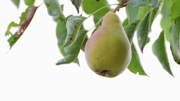 美味成熟的梨子挂在绿油油的树枝上收获时间