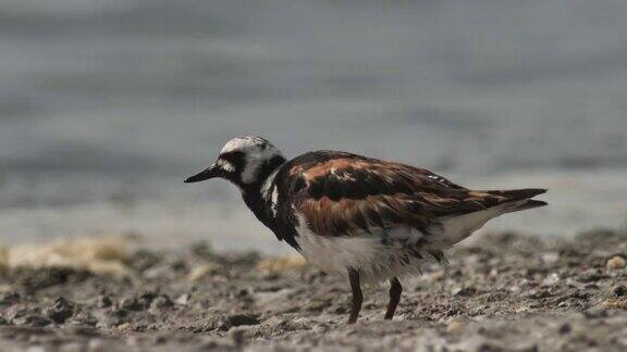 Ruddyturnstone(Arenaria翻译)在俄罗斯卡尔梅基亚