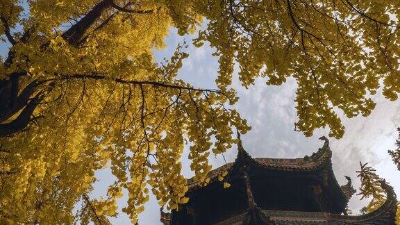 成都庆阳宫的银杏树变黄了