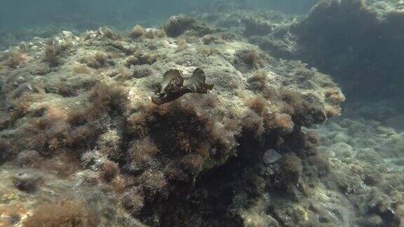 海兔在布满海藻的岩石底部游泳裸鳃或海蛞蝓-斑驳海兔或乌黑海兔(海兔)水下拍摄地中海、欧洲