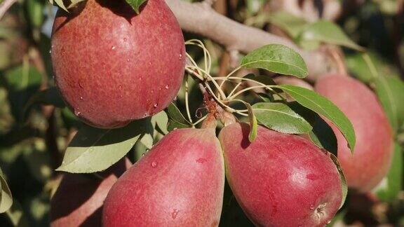 果树上长着一串梨