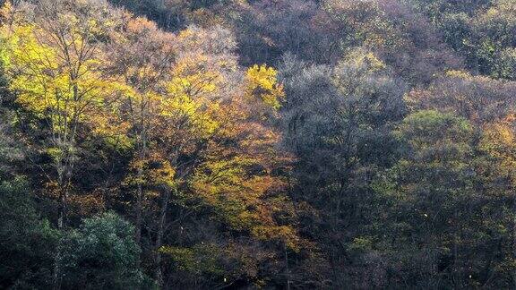 秋天的山谷里森林变得五彩缤纷