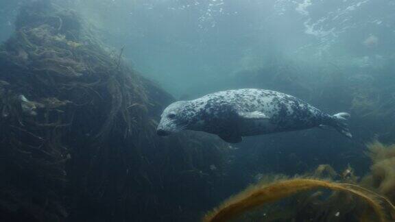 这是一只在海洋中游泳的海雕头兽的水下照片