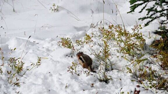红松鼠正在一堆雪上寻找食物