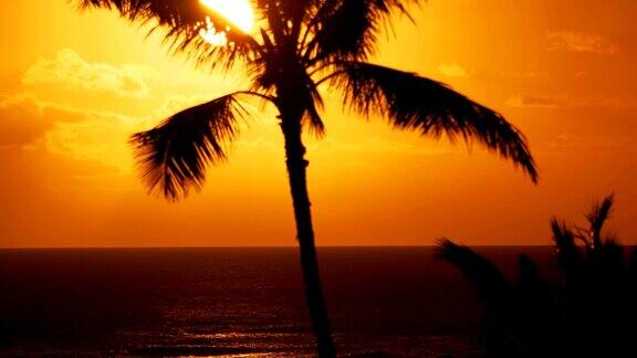 夏威夷棕榈树日落4k慢镜头