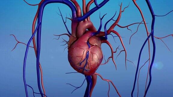 人类的心脏模型