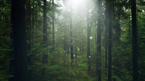 神奇的白色萤火虫飞过迷雾朦胧的神秘森林树冠