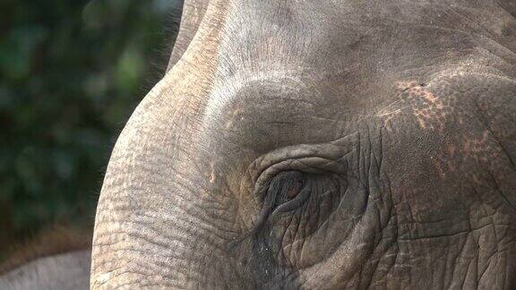 亚洲大象的眼睛