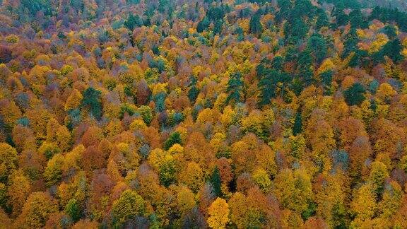 从黄色和橙色的秋叶密布的森林上空的无人机视图YedigollerBolu