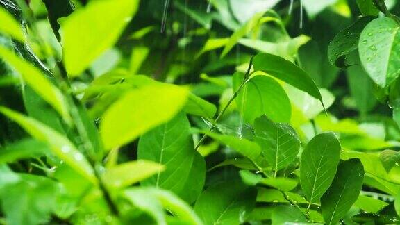 在泰国清迈省的绿植上下雨