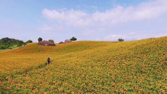 山上黄花菜鸟瞰图