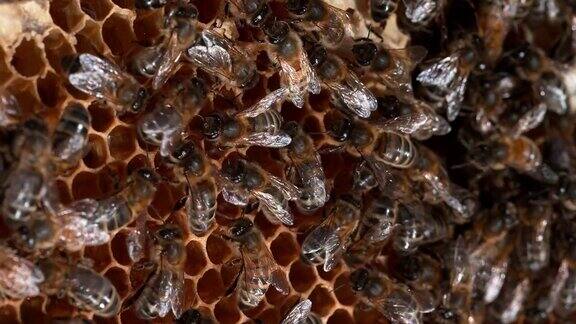 欧洲蜜蜂意大利蜜蜂野蜂上的黑蜂跳舞表示觅食区域-诺曼底蜂巢实时4K