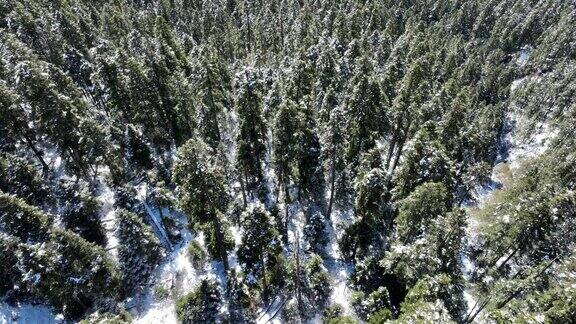 美丽的雪山高海拔森林景观在西藏中国