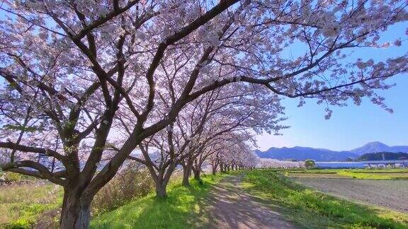固定的连续镜头的樱花树在盛开樱花和蓝天在乡村的景色阳光背后的树木和阴影在地面上这是日本典型的春天景象