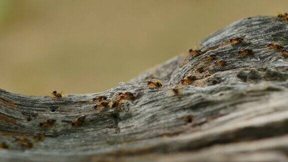 白蚁在森林的树上游行