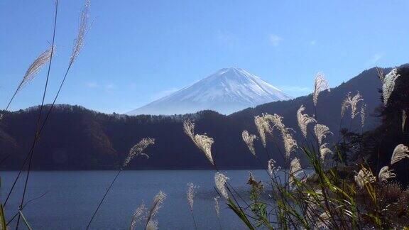 富士山蒲苇草