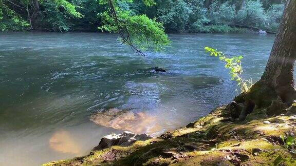 河水顺流而下阳光透过树冠闪烁着美丽的光芒