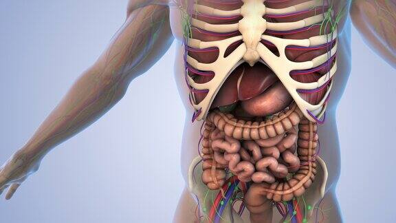 人体的淋巴系统和内部器官