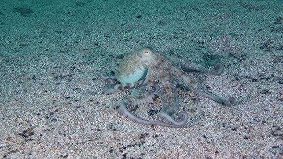 章鱼沉入海底