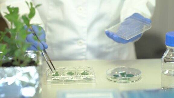 一位科学家在实验室里研究植物遗传学为工业开发的转基因植物