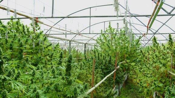 大麻农场室内的大麻植物
