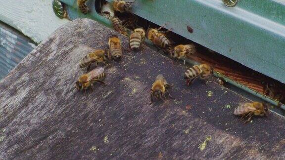 间隔拍摄动作要快得多蜜蜂飞出来飞进木制蜂箱的入口特写