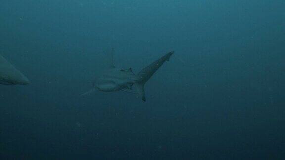 一群鲨鱼在蓝色的水中水下拍摄