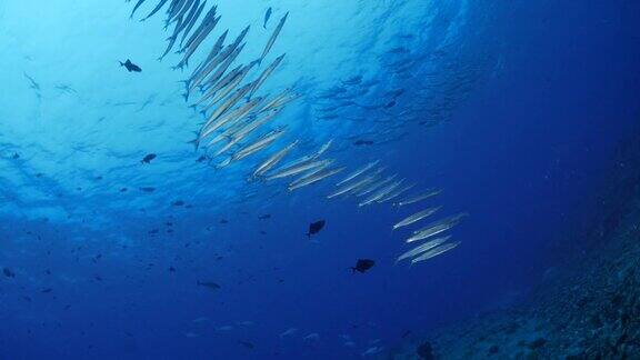 鱼群梭鱼鲹鱼海底