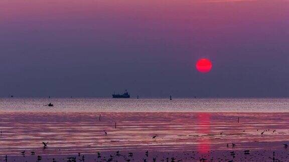 美丽的日落与海鸥在海上