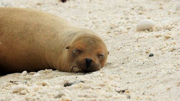 在加拉帕戈斯群岛的热那亚岛放大拍摄一只熟睡的海狮