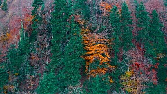 无人机在森林中捕捉秋天的树木并从下到上拍摄图像