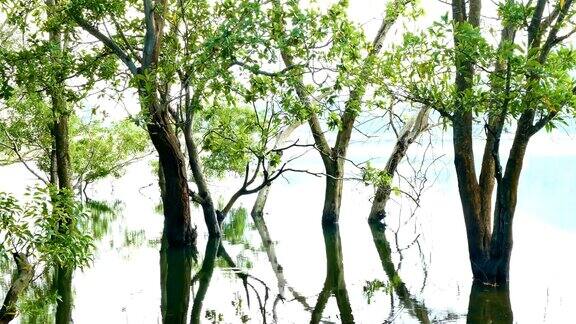 沼泽森林的4K镜头