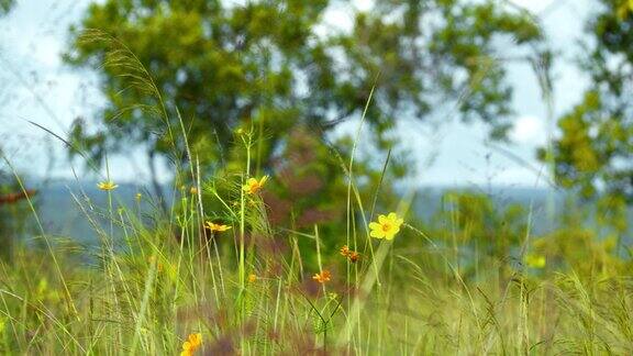 草原野花和草在微风中摇曳的镜头